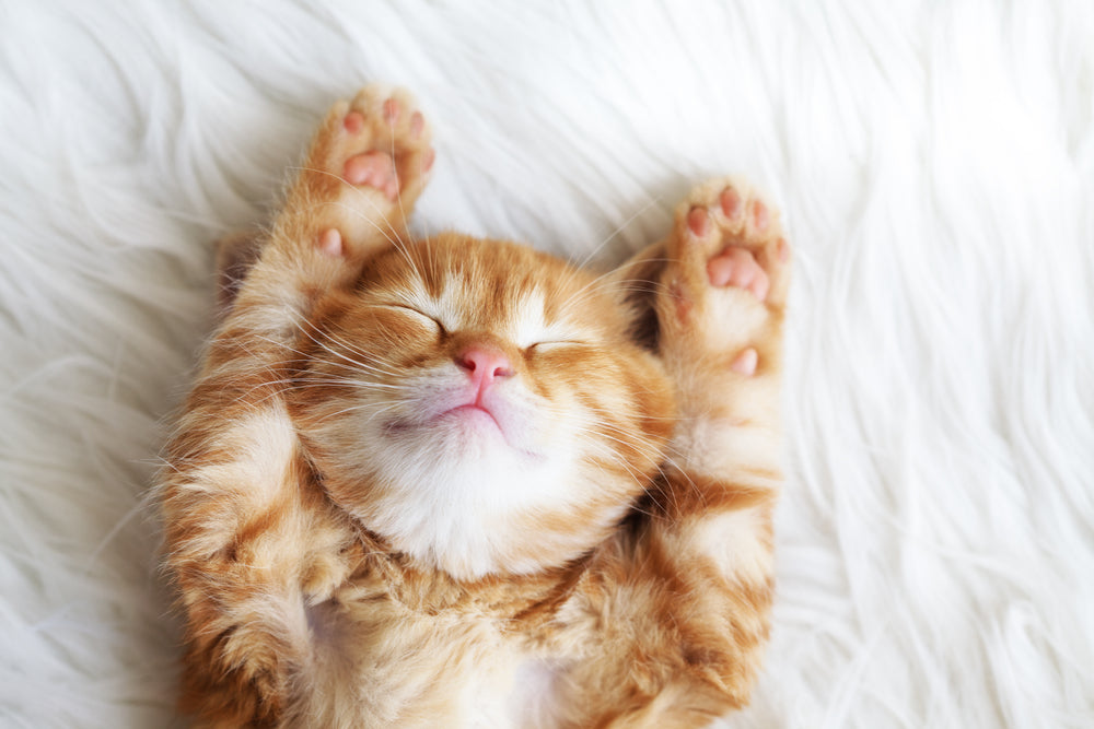 30 Adorable Moments Captured of Cats That Will Melt Your Heart